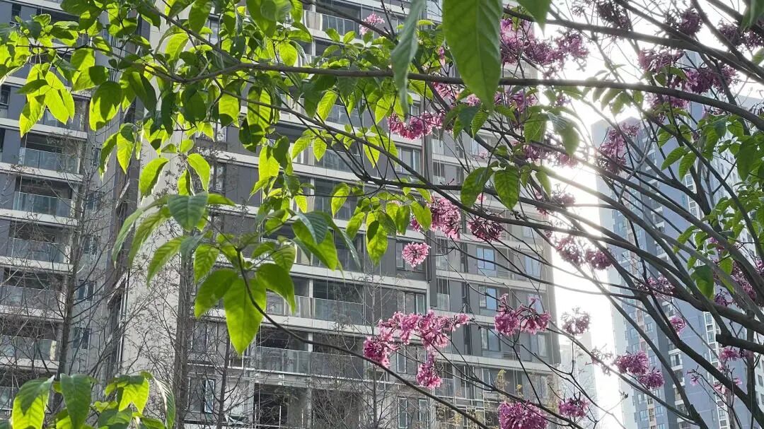 黄埔网红盘万科城市之光，卖4.5万/㎡？