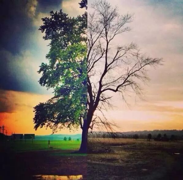 In the best. Hard times plants like trees a great. Look deep into the nature and you will understand everything better. The best time to plant a tree quote. Be like a tree.