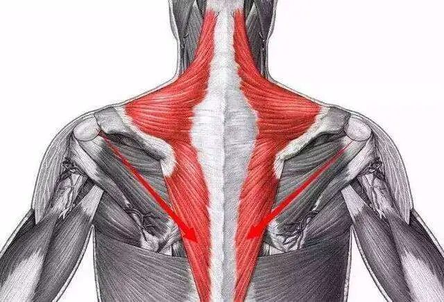 肩胛一颗结，乳腺一条梗！调乳腺，就通肩胛！