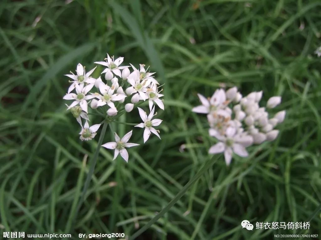 专栏 舌尖上的盐镇 不爱吃的韭花菜 王海召 鲜衣怒马倚斜桥 微信公众号文章阅读 Wemp