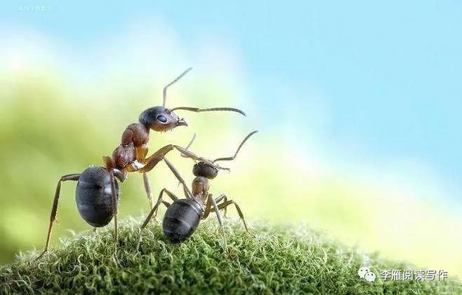大鳌与蚂蚁现在用狐假虎威比喻依仗别人的势力欺压他人小朋友们