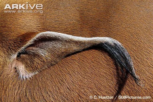 啥是佩奇小猪红的双马尾