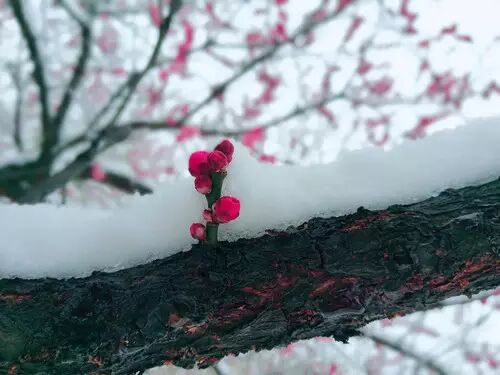 春寒丨乍暖还寒时候最难将息