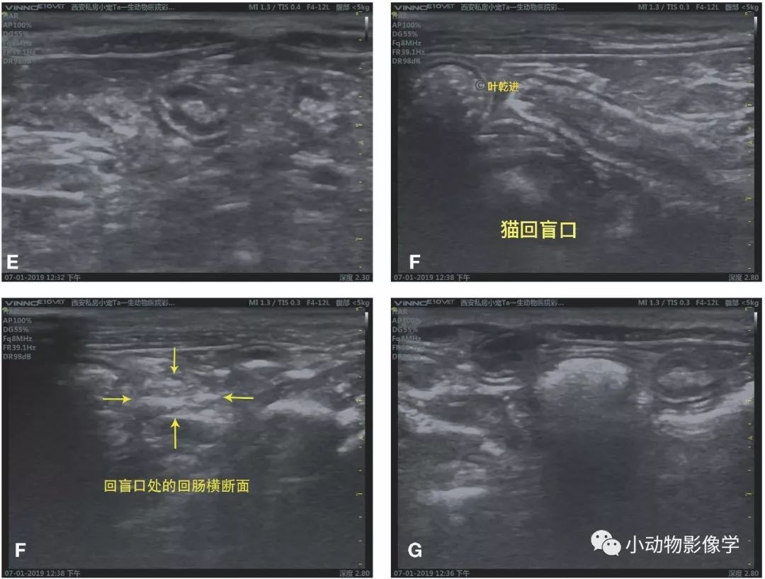 犬猫胃肠道的超声影像差异 小动物影像学 微信公众号文章阅读 Wemp