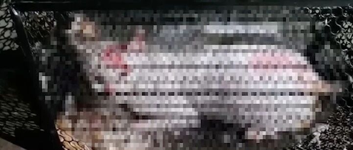 男子当街用开水浇猫？网友怒了！各方回应→