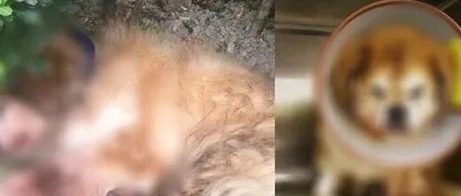 养了多年的宠物犬被遗弃，遇车祸奄奄一息！原主人被警方传唤处罚，网友却说“罚得太轻”！