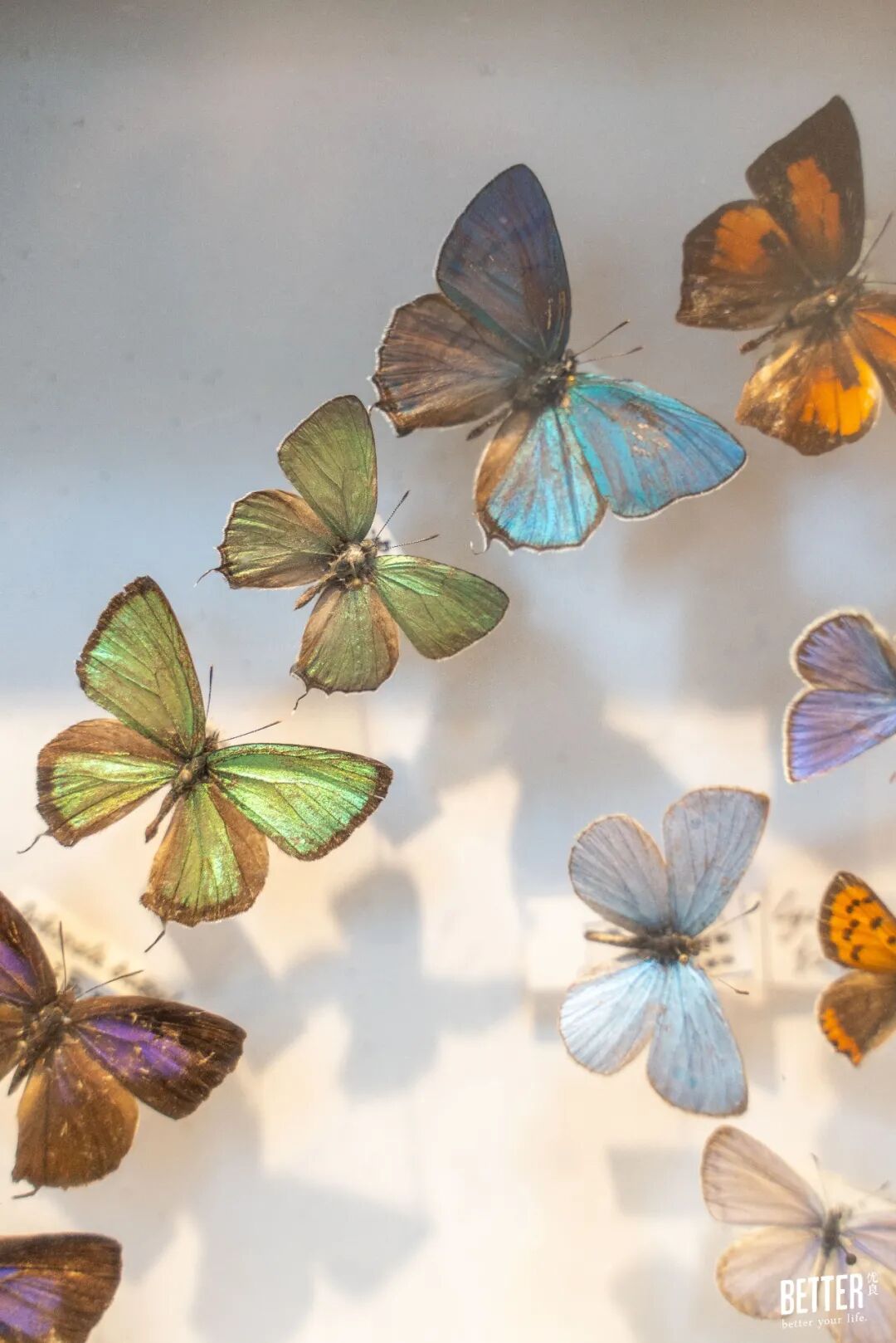 真正的大佬 都偷偷开起了私人博物馆 自由微信 Freewechat