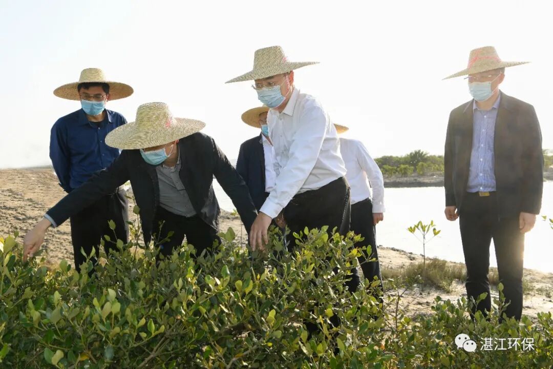 12月16日,市委书记刘红兵到麻章区湖光镇,雷州市雷高镇调研红树林保护