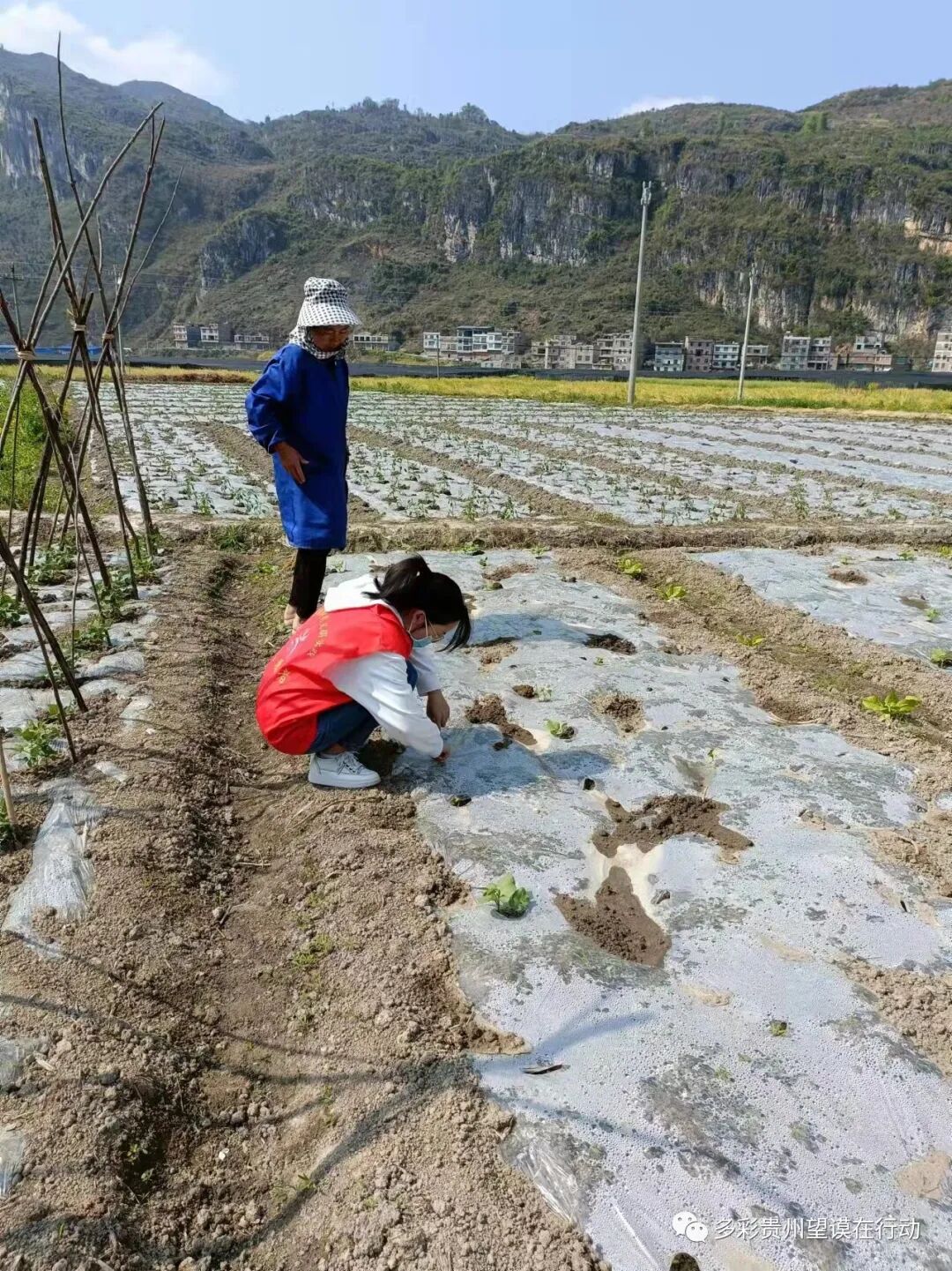 【志愿服务】望谟县石屯镇:春播助耕一线"志愿红"