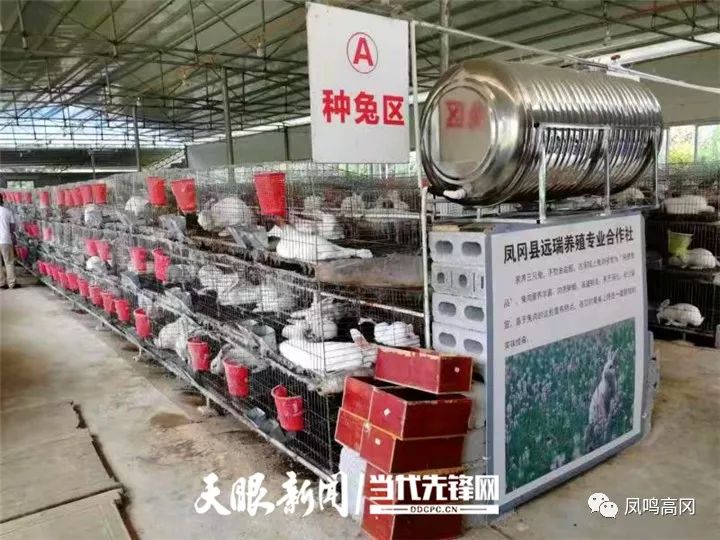 致富经养兔_致富经兔子养殖_致富经养兔致富视频