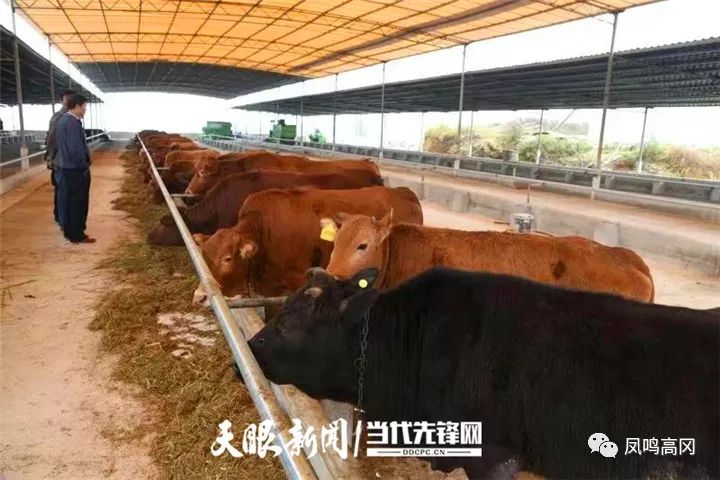 致富经兔子养殖_致富经养兔致富视频_致富经养兔