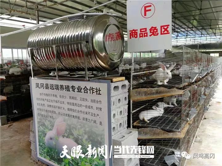 致富经兔子养殖_致富经养兔_致富经养兔致富视频
