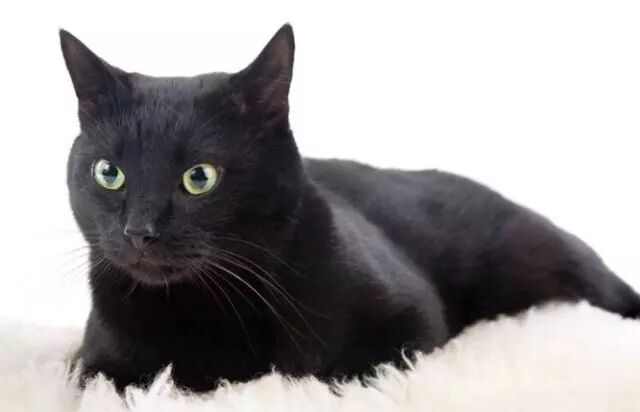 猫咪的花色代表了它们的性格 宠物医生说漏嘴 白色猫咪最温柔 萌宠圈域 微信公众号文章阅读 Wemp