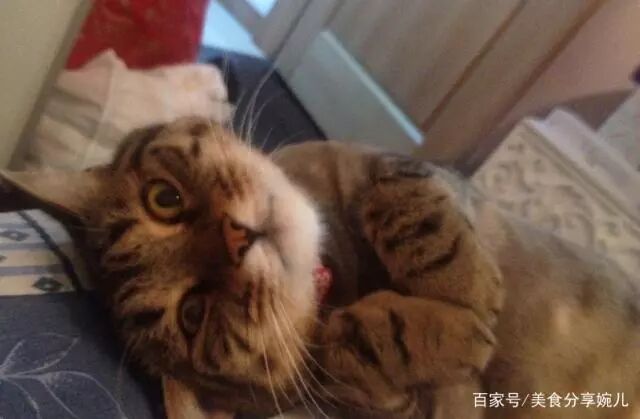 猫咪忽然不吃东西 可能是得了毛球症 想要解决很容易 心灵驿站乐 微信公众号文章阅读 Wemp
