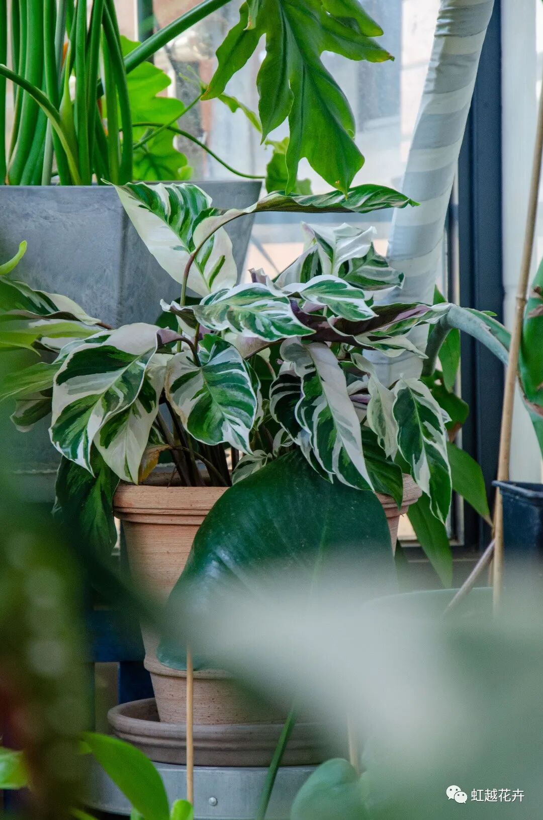 他在5 的阳台种了100盆绿植 打造逃离夏日的小森林 虹越花卉 微信公众号文章阅读 Wemp