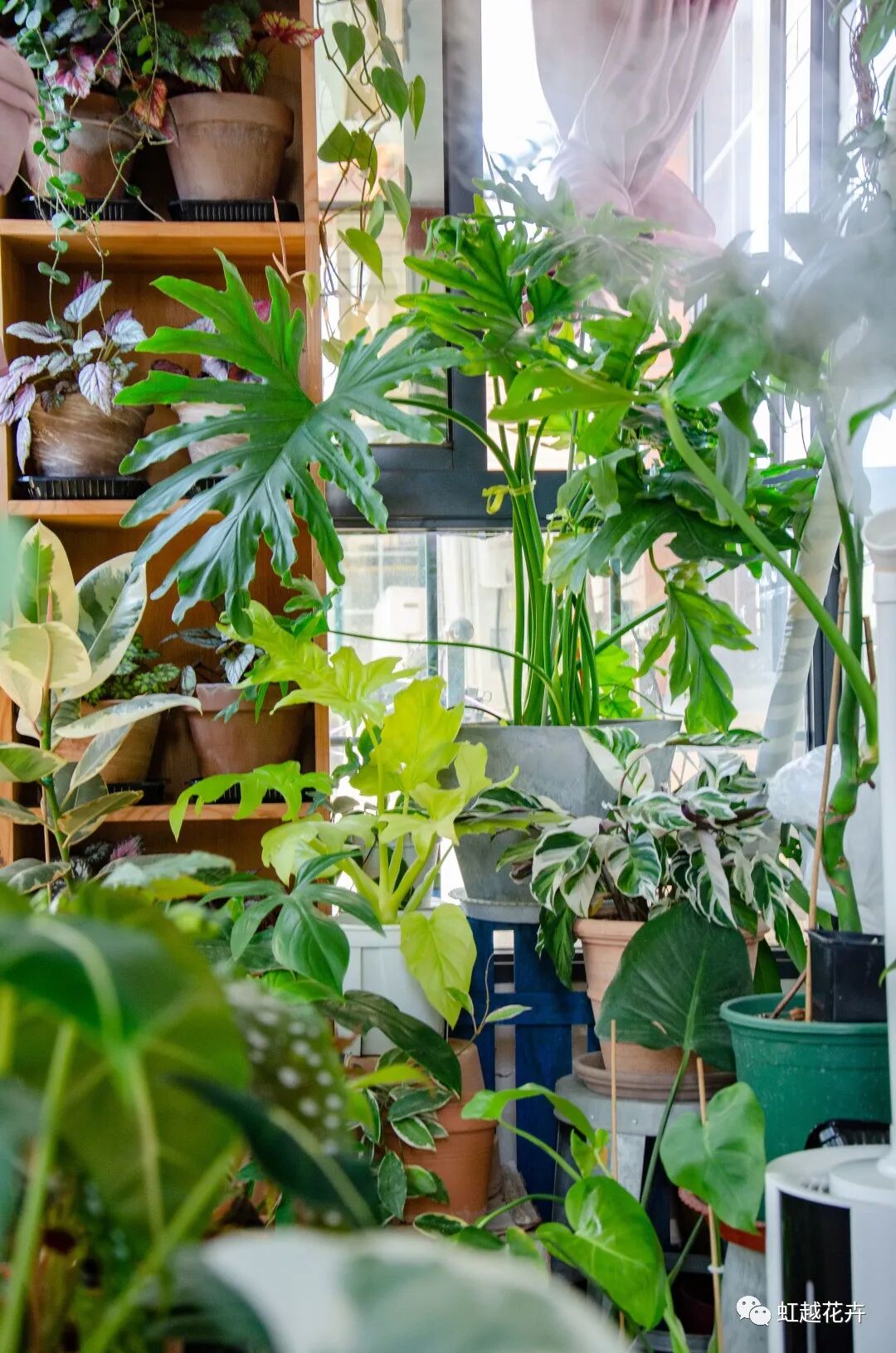 他在5 的阳台种了100盆绿植 打造逃离夏日的小森林 虹越花卉 微信公众号文章阅读 Wemp
