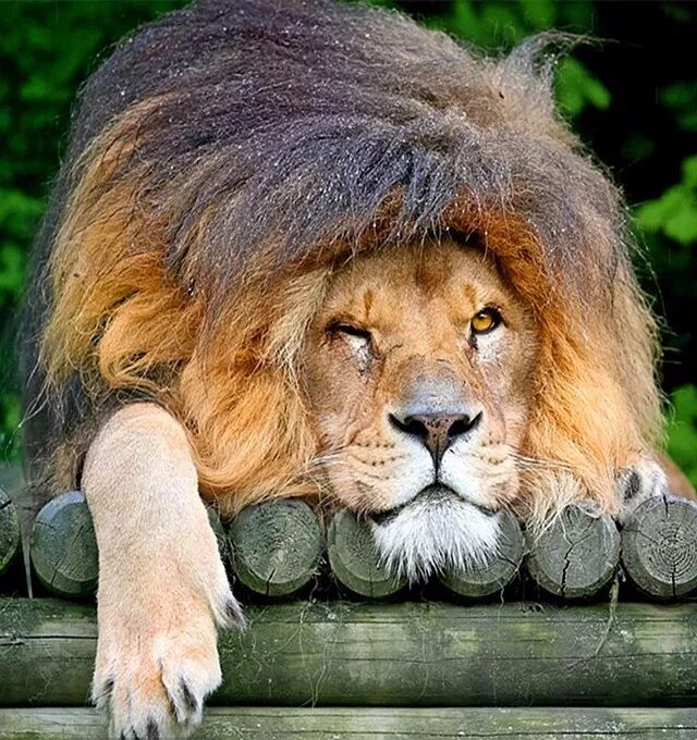 动物世界的求爱,真实又浪漫!你的爱用对方式了吗-旺易创业