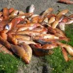 新西兰著名景点遭“物种入侵”！华人爱吃的鱼是“罪魁祸首”……