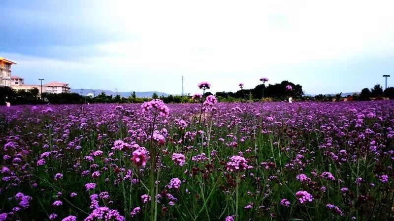 西北民族大学教务处_西北民族大学教务系统_西北民族大学校园网
