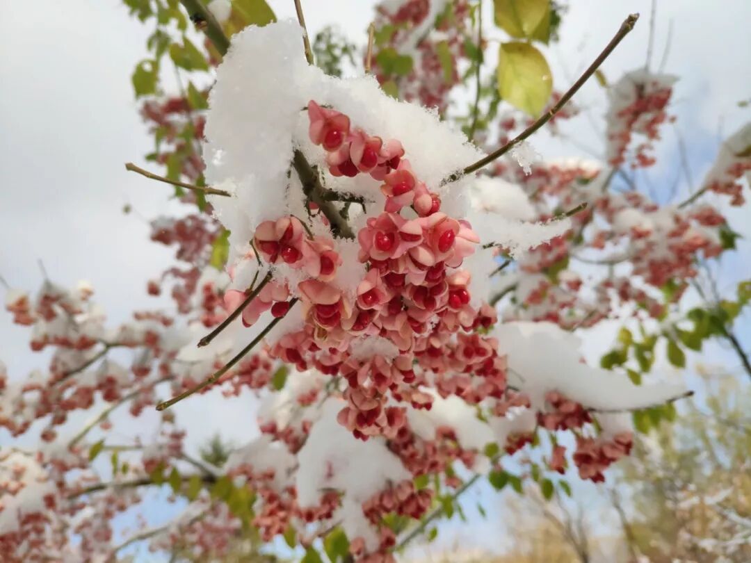 西北民族大学教务系统_西北民族大学教务处_西北民族大学校园网