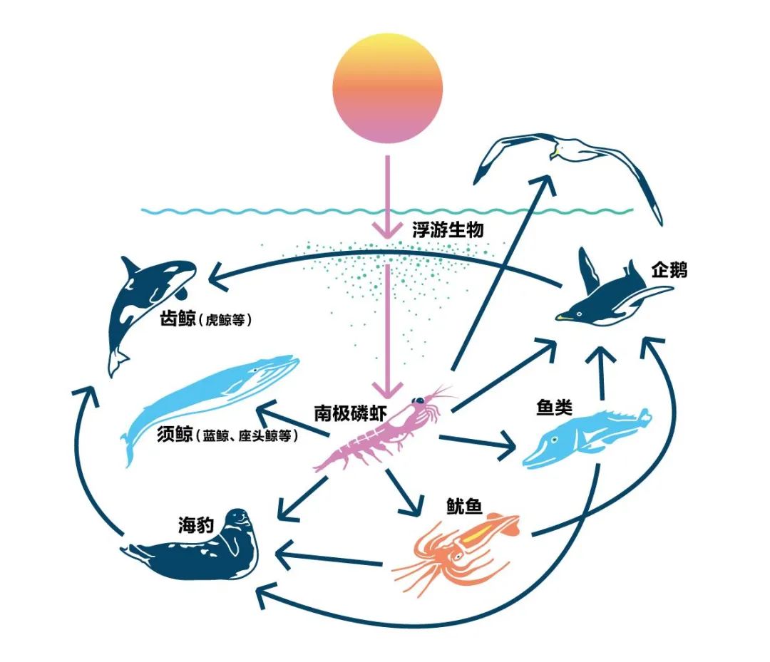 世间进化生物是什么_世界上的进化_世间生物进化