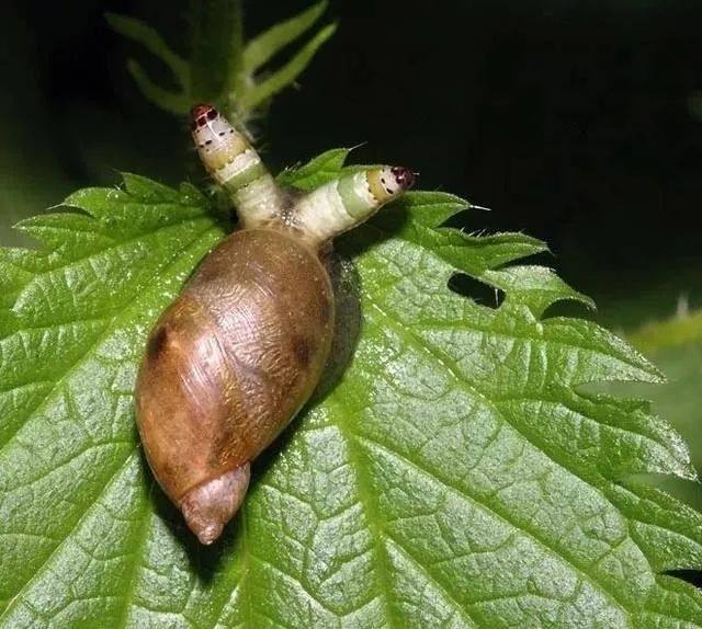 世间进化生物是什么_世间生物进化_世界上的进化