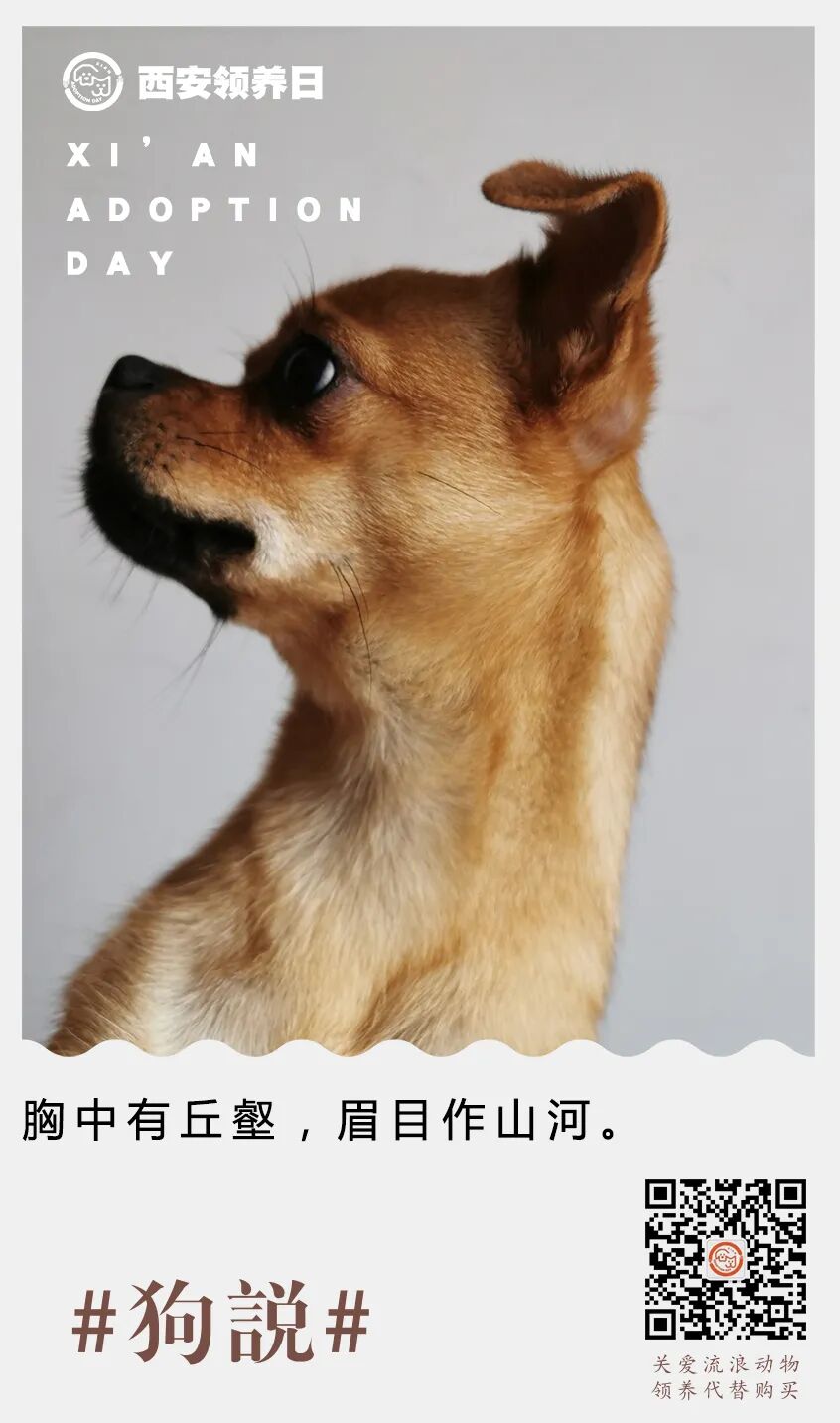 第五十三期 狗说