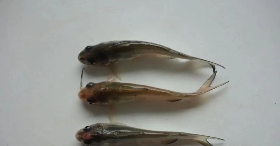 【鱼类】叉尾鮰鱼爱德华氏菌的诊断与防治