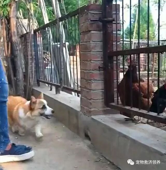 柯基路过鸡舍狂吠 气势汹汹 当主人把狗放进鸡舍后柯基却 宠物救济领养 微信公众号文章阅读 Wemp