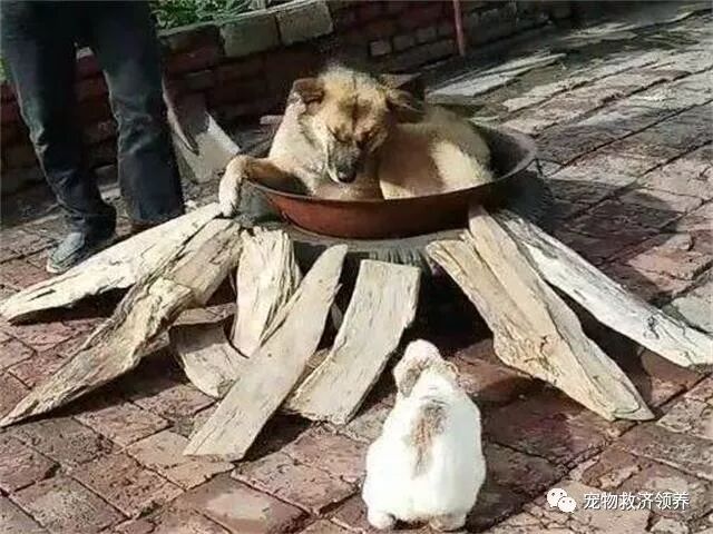 主人架锅烧水 狗狗看到后主动躺进锅里 还把家里的兔子拉了进去 宠物救济领养 微信公众号文章阅读 Wemp