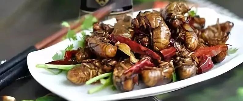 70元一斤知了猴“破土”上市 想吃要注意