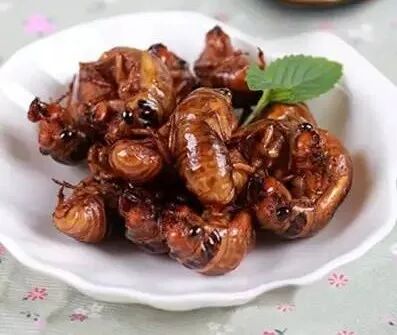 70元一斤知了猴“破土”上市 想吃要注意