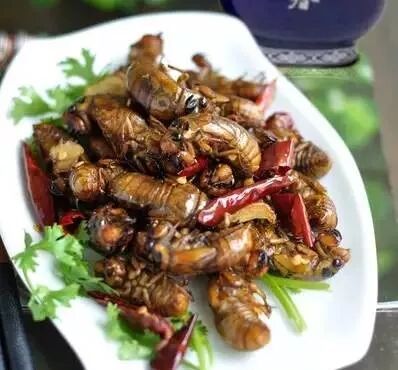 70元一斤知了猴“破土”上市 想吃要注意