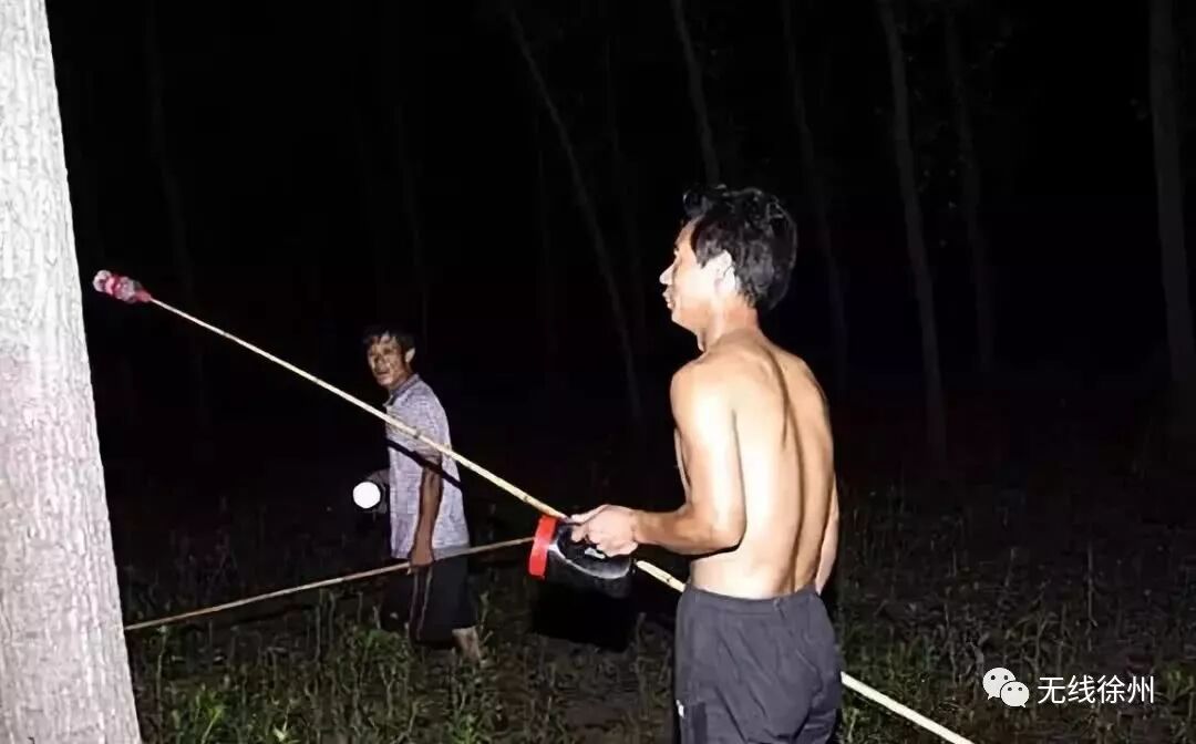 70元一斤知了猴“破土”上市 想吃要注意