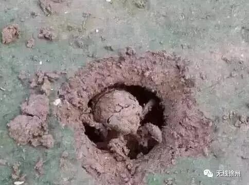 70元一斤知了猴“破土”上市 想吃要注意