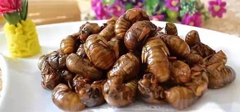 70元一斤知了猴“破土”上市 想吃要注意