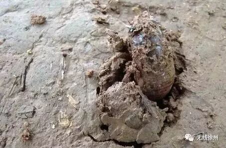 70元一斤知了猴“破土”上市 想吃要注意