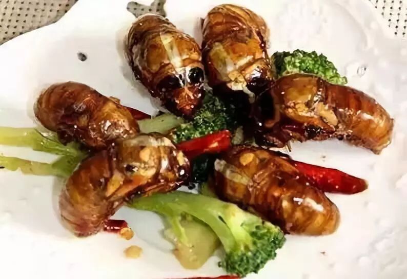 70元一斤知了猴“破土”上市 想吃要注意