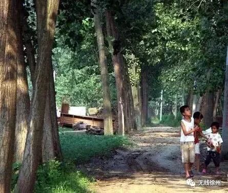 70元一斤知了猴“破土”上市 想吃要注意