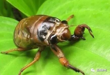 70元一斤知了猴“破土”上市 想吃要注意