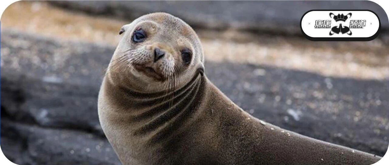 男子卖假海狗丸被判10个月，绝！