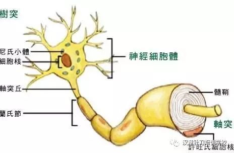 臨床中手麻原因的分析 健康 第9張