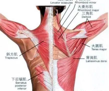 肩部压痛点检查 疼痛科建议收藏 世界中医骨伤联盟 微信公众号文章阅读 Wemp