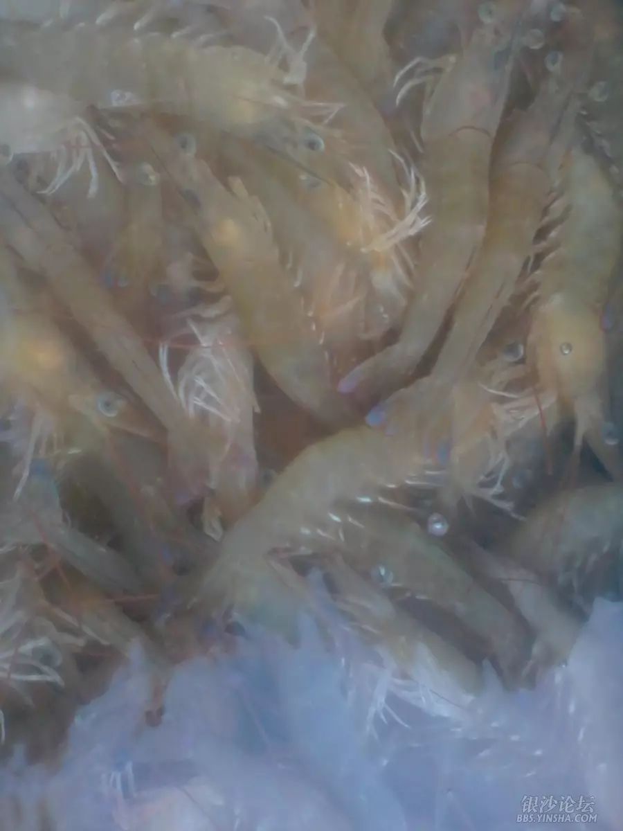 此虾属湛江某海域较多,也为天然,广州地区应该少有,尾巴蓝色,须金色又