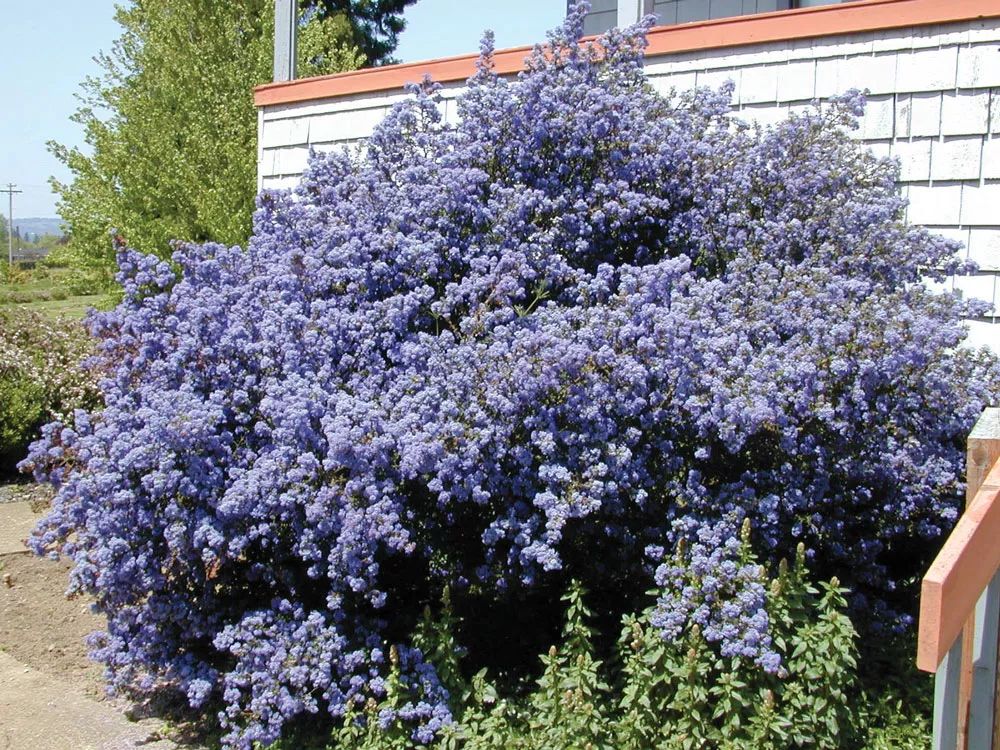 45种 蓝色花开的乔灌木 藤本和水生植物 现代园林 微信公众号文章阅读 Wemp