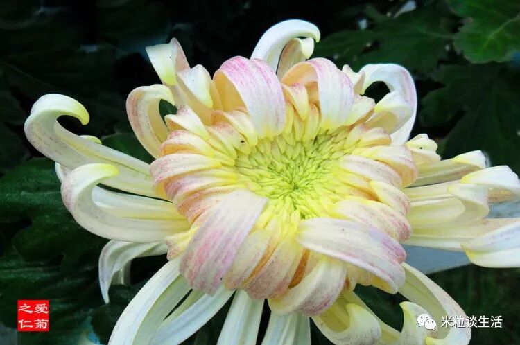 喜欢菊花 不妨养盆精品名菊 兼六白菊 似翩翩仙女 小巧玲珑 米粒谈生活 微信公众号文章阅读 Wemp