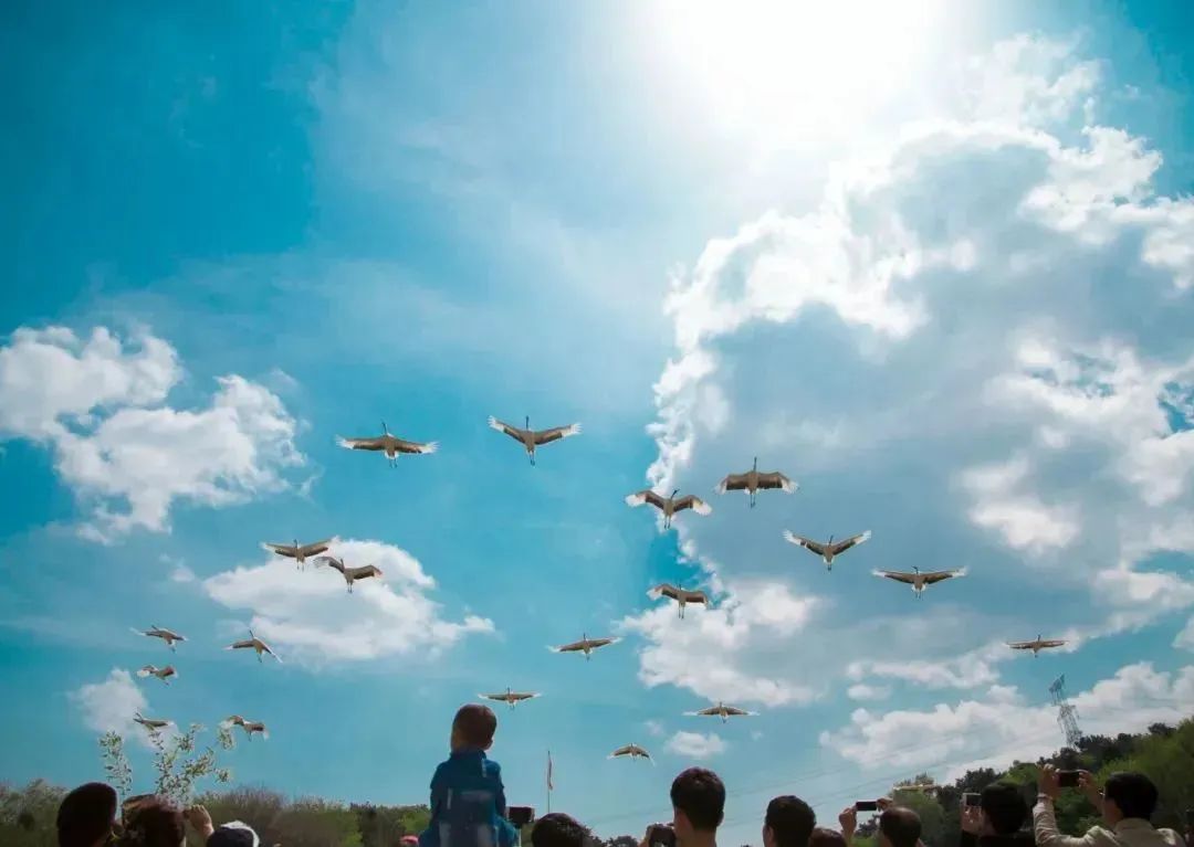 攻略来了！到达沈阳后这样走！