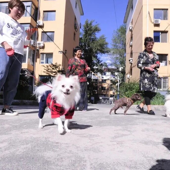 即日起，沈阳三环内养犬每年将收取管理费！第一年每只500元，第二年……