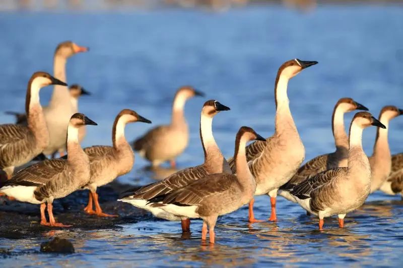 攻略来了！到达沈阳后这样走！