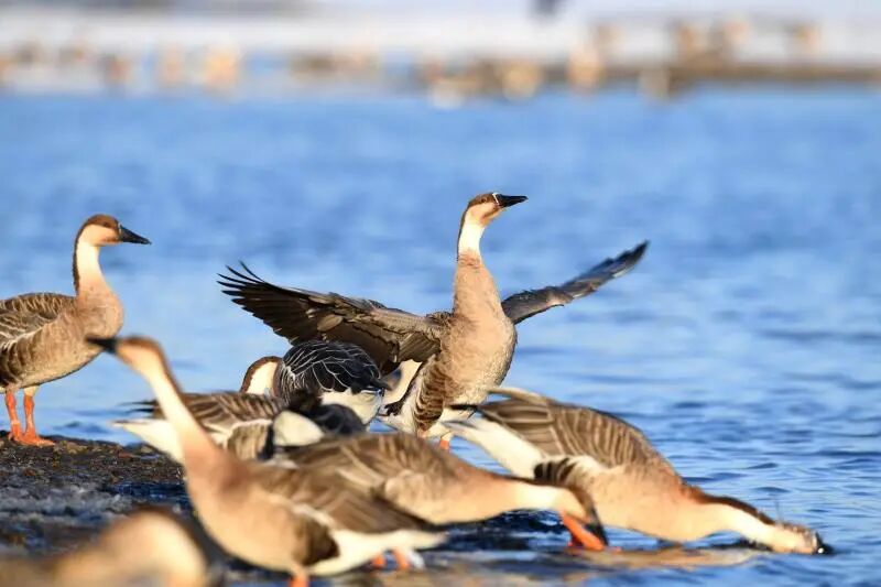 攻略来了！到达沈阳后这样走！